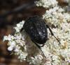 Oxythyrea funesta
